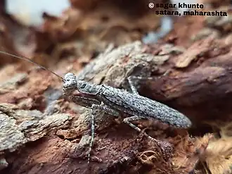 Humbertiella similis, Индия