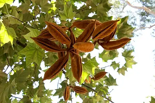 Листва и плоды. Библиотека Хантингтона