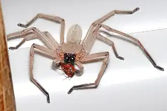 Паук из семейства Sparassidae с добычей