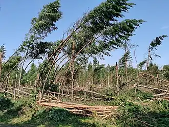 Последствия урагана в лесу в Жлобинском районе Гомельской области.