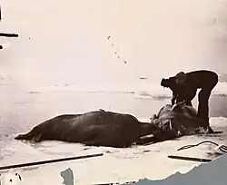 Охота на моржей. 12 сентября 1893 года
