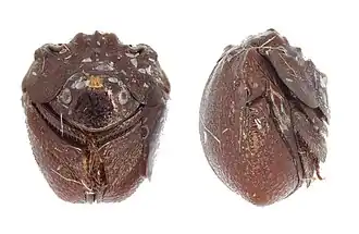 Callophilharmostes fleutiauxii