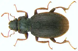 Hydraena jaegeri