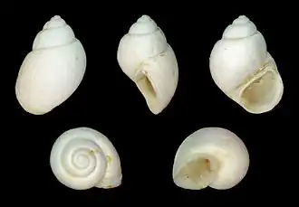 Hydrobia trochulus