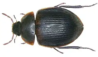 Hydrocassis scapulata