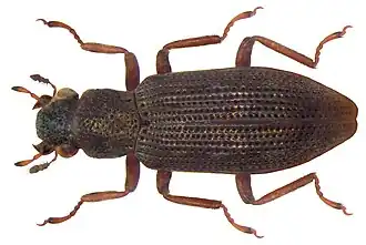 Hydrochus angustatus