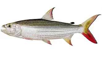 Обыкновенная тигровая рыба