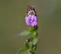 Hygrophila serpyllum в Хайдарабаде.
