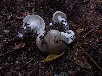 Гигрофор душистый (Hygrophorus agathosmus)