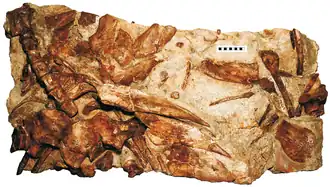 Кости голотипа гилеозавра из каменоломни в Тилгейт-Форесте