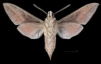 Hyles hippophaes ♂  △