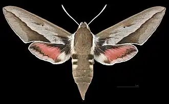 Hyles hippophaes  ♀