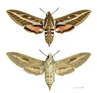 Hyles livornica