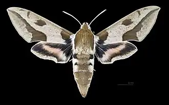 Hyles nicaea nicaea  ♀