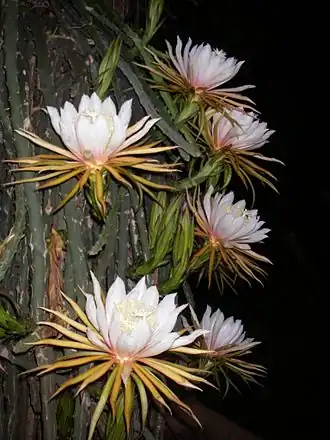 Цветущий Hylocereus monacanthus