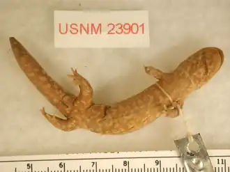 Голотип, вид снизу