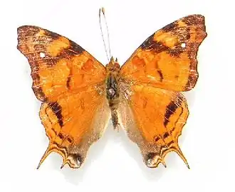 Hypanartia