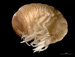 Hyperia galba (Hyperiidae, Hyperiidea)