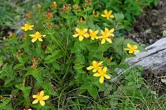 Зверобой камчатский