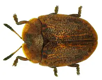 Hypocassida