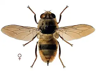 Бычий овод, самка