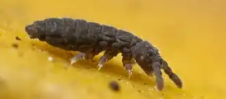 Hypogastrura viatica