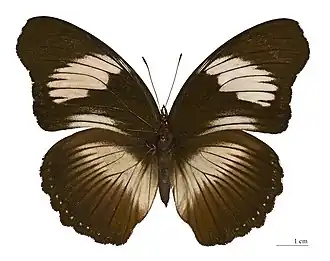 Hypolimnas monteironis