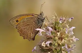 Крупноглазки