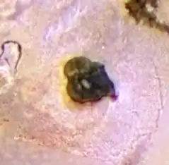 патера Мауи (снимок КА «Галилео», 1999)