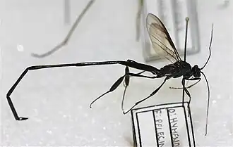 Pelecinus polyturator