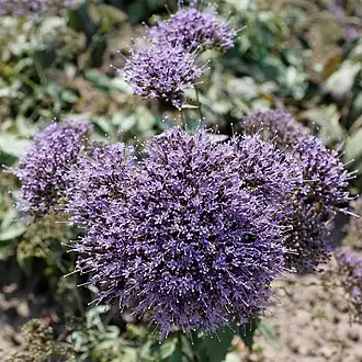 Соцветия трахелиума голубого