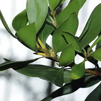 Persoonia stradbrokensis в Королевских ботанических садах Кью (Лондон)