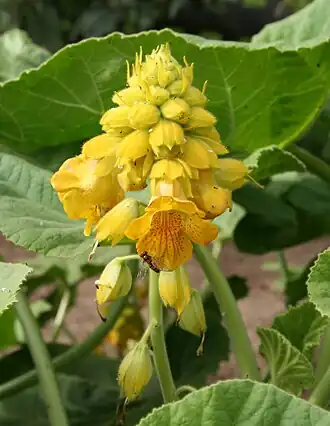 Соцветие Ibicella lutea