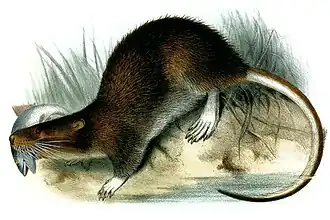 I. stolzmanni на гравюре Йосефа Смита