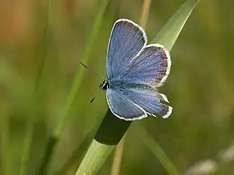 Голубянка идас