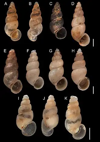 A, B. I. souleyetianus; C, D. I. pilsbryi; E. I. walkeri; F, G. I. rudolphi; H. I. brasiliensis. Шкала: 1 мм.