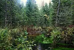 Река Ифтенка в лесу