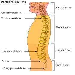 Позвоночный столб