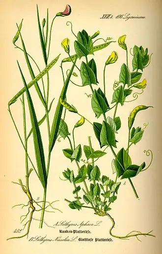 Ботаническая иллюстрация из книги О. В. Томе Flora von Deutschland, Österreich und der Schweiz, 1885Lathyrus nissolia (слева) Lathyrus aphaca (справа)