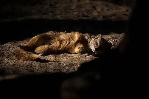 Жёлтый мангуст