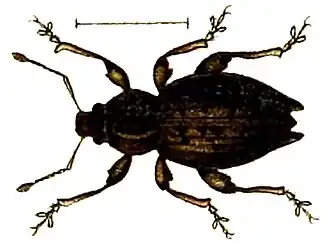 Elytrodon bidentatus