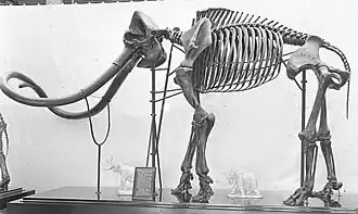 Скелет императорского мамонта