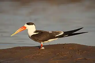 Индийский водорез