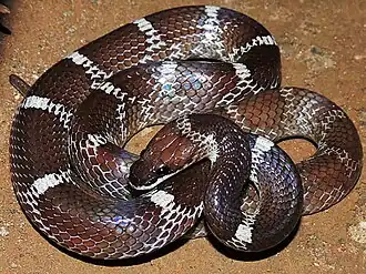 Домовый волкозуб (Lycodon aulicus)