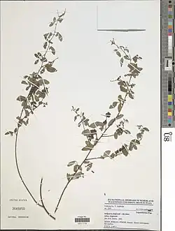 Indigofera deightonii