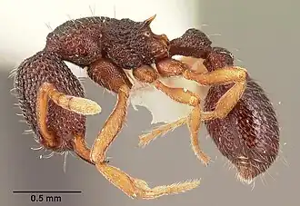 Муравей Indomyrma dasypyx