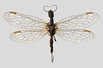 Inocellia crassicornis