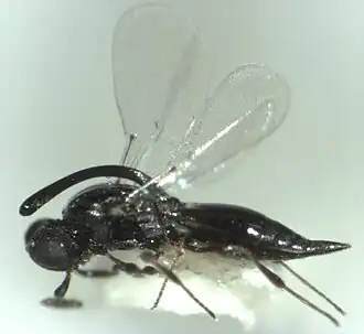 Наездник Inostemma boscii