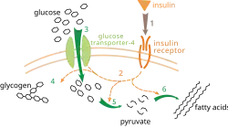 Инсулин связывается со своим рецептором, (1) что приводит к запуску нескольких киназных каскадов (2). В результате происходит перемещение транспортёра ГЛЮТ-4 к плазматической мембране и вход глюкозы клетку (3), усиление синтеза гликогена (4), подавление гликолиза (5) и усиление синтеза жирных кислот (6).
