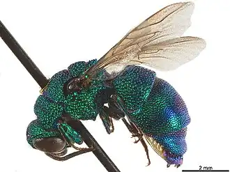 Ipsiura neolateralis